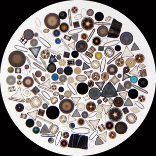 Diatoms colored circle